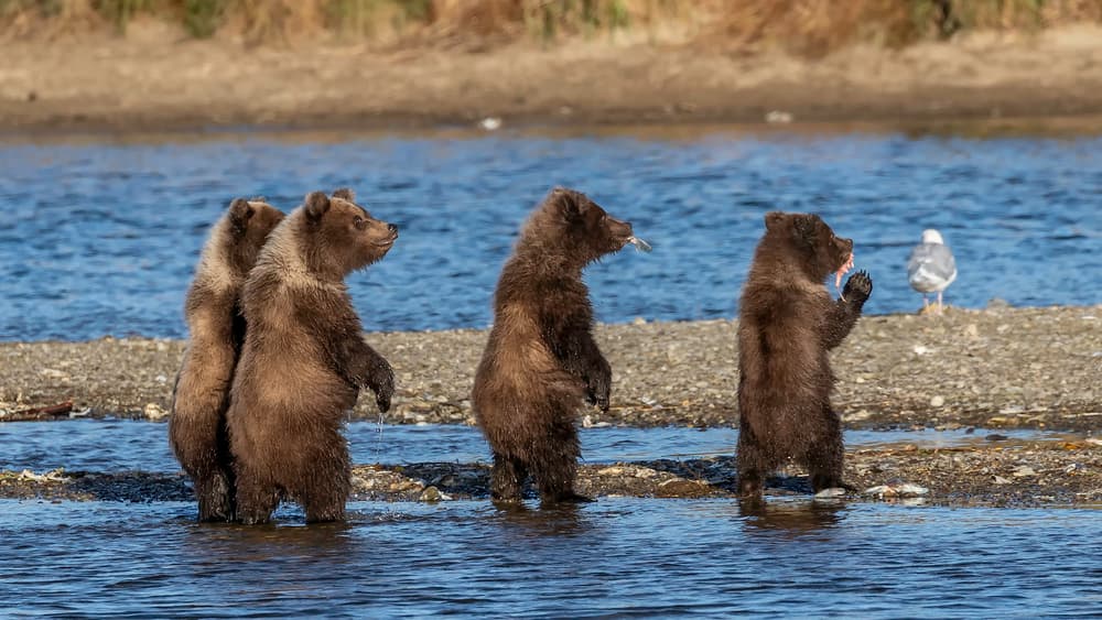 Fishing Bear Cubs by Siyu_Wei APA — canvas wall art