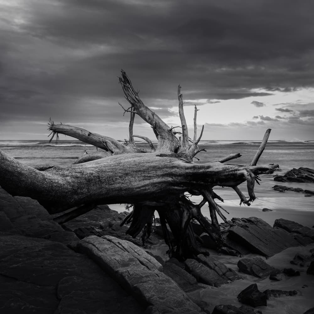Driftwood on Stormy Beach by Ray Truter — canvas wall art