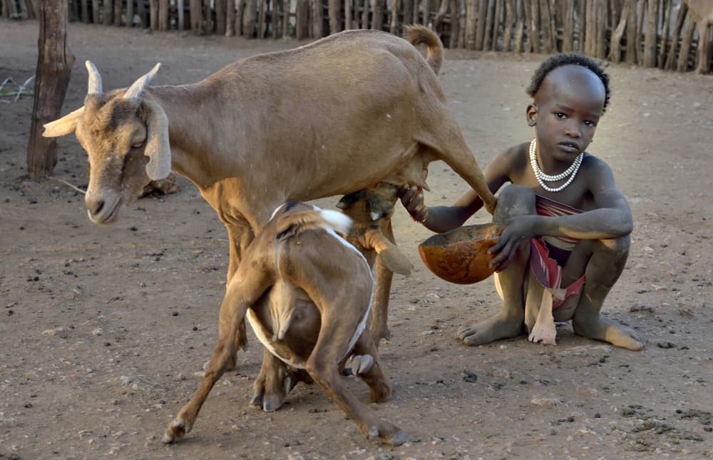 Village Child Milks Goat by Giuseppe DAmico — canvas wall art
