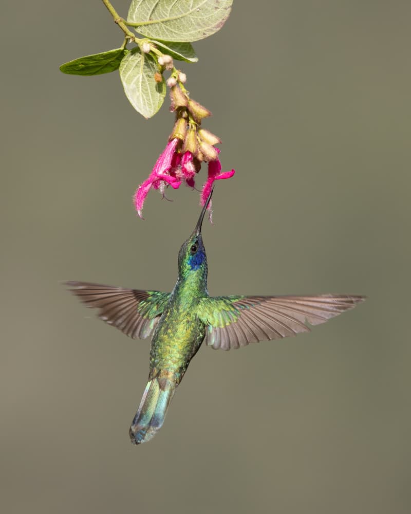 Hummingbird Pink Flower Nectar by Bill Lu — canvas wall art