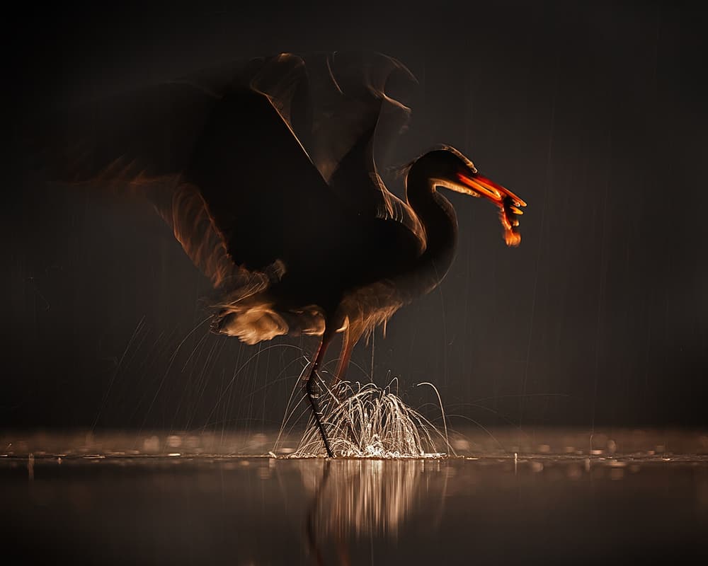 Heron's Golden Catch by Annie Poreider — canvas wall art