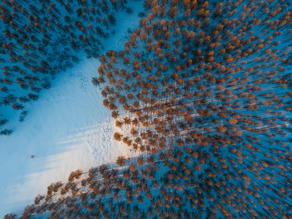 Aerial Golden Forest by Bingo Z — canvas wall art
