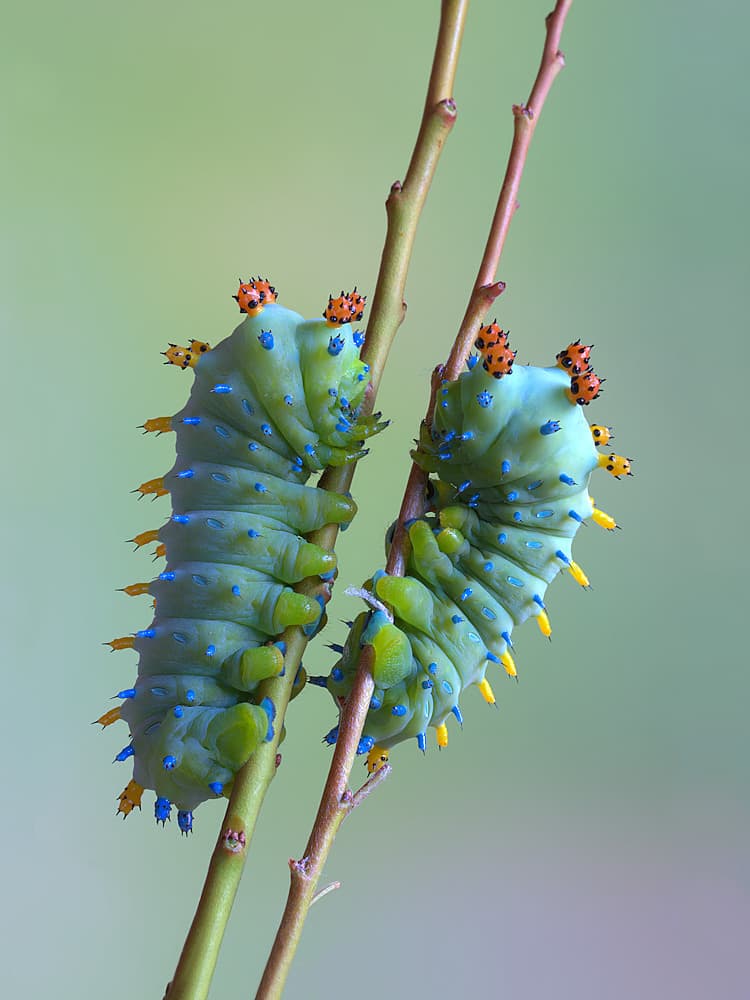 Vibrant Caterpillars Climbing by Jimmy Hoffman — canvas wall art