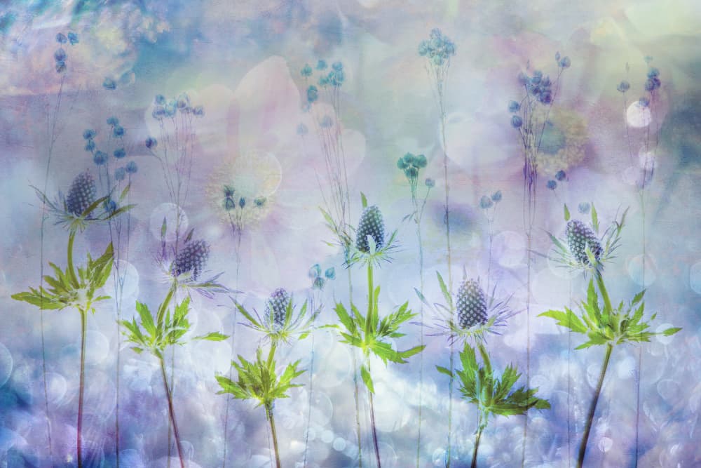 Dreamy Thistle Garden by Hilda van der Lee — canvas wall art