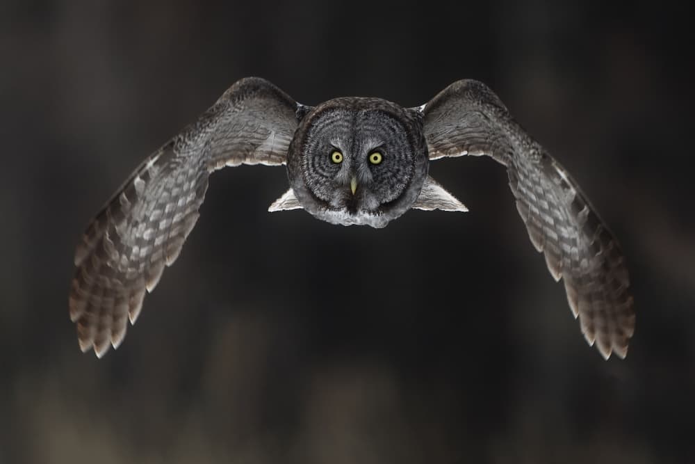Great Gray Owl Flight by Peter Stahl — canvas wall art