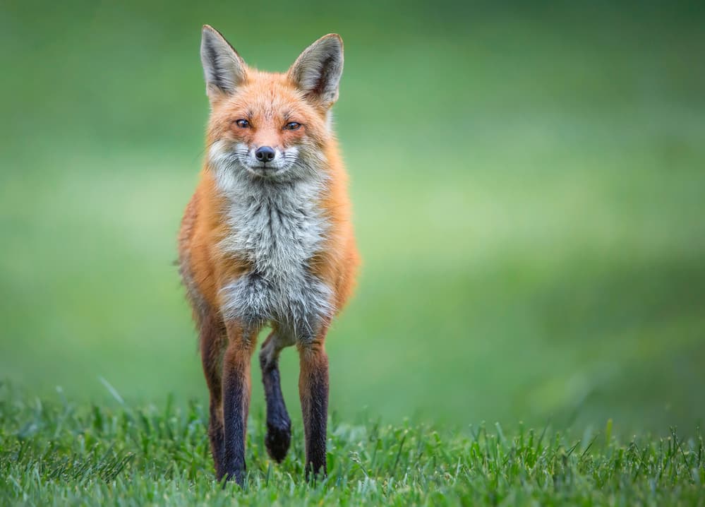 Curious Red Fox by Ozan AKTAS — canvas wall art