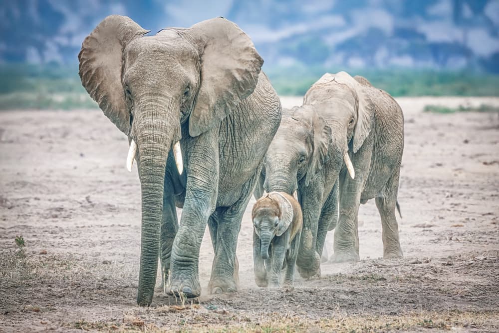 Elephant Family Walk by Jeffrey C. Sink — canvas wall art