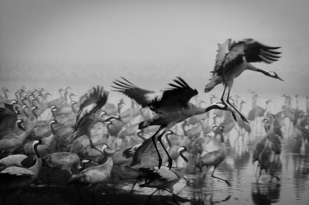 Cranes In The Mist by Ido Meirovich — canvas wall art