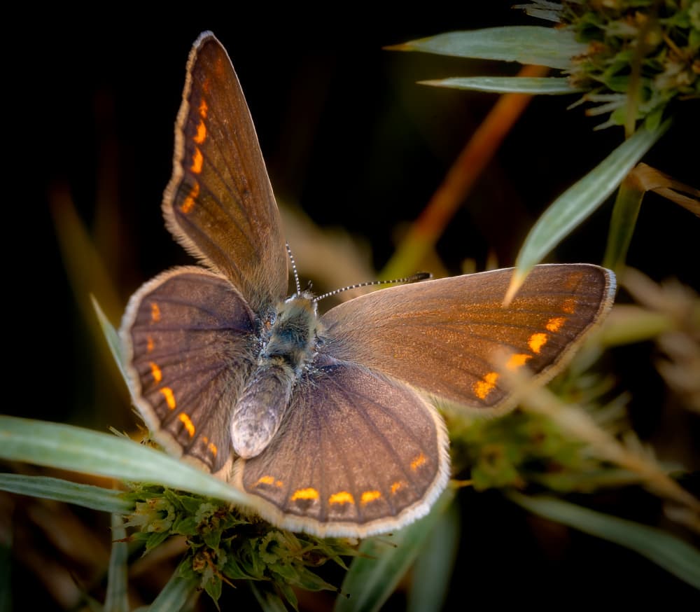 Orange Spotted Butterfly by Eduard Andrica — canvas wall art
