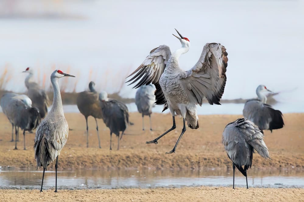 Calling Sandhill Crane by Jun Zuo — canvas wall art