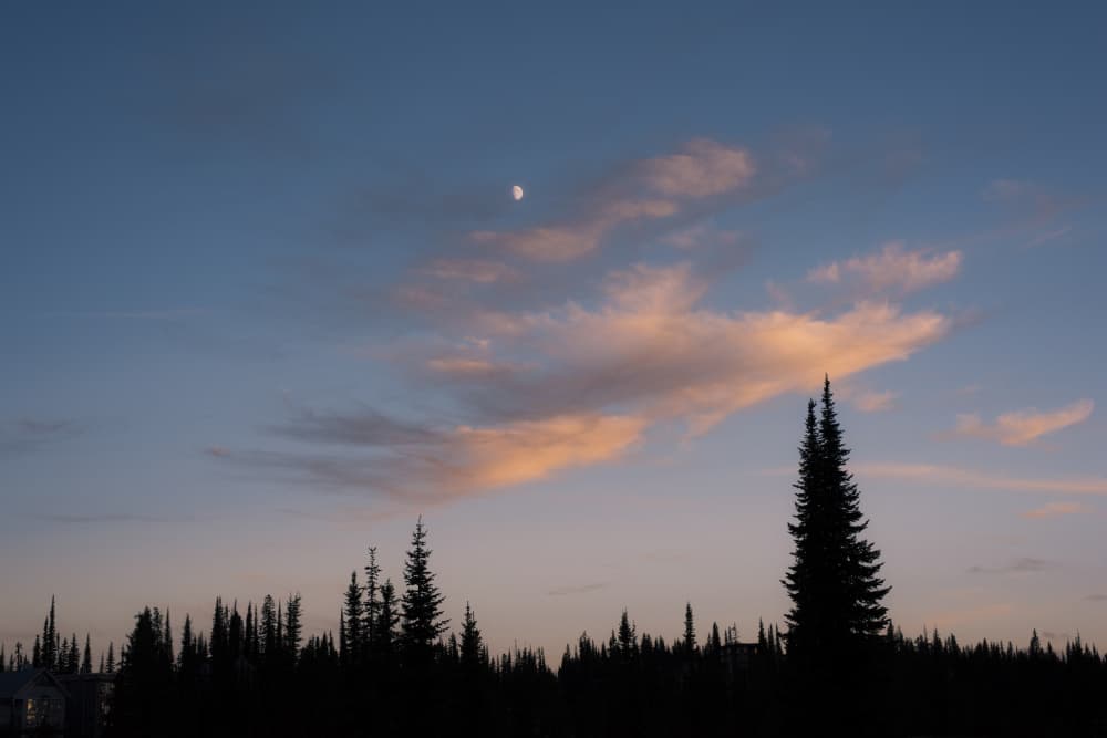 Moon Over Twilight Trees by Lynann Colligan — canvas wall art
