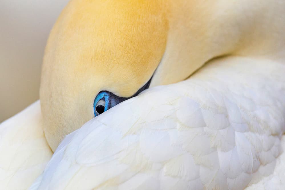Sleeping Gannet Eye by Mario Suárez — canvas wall art