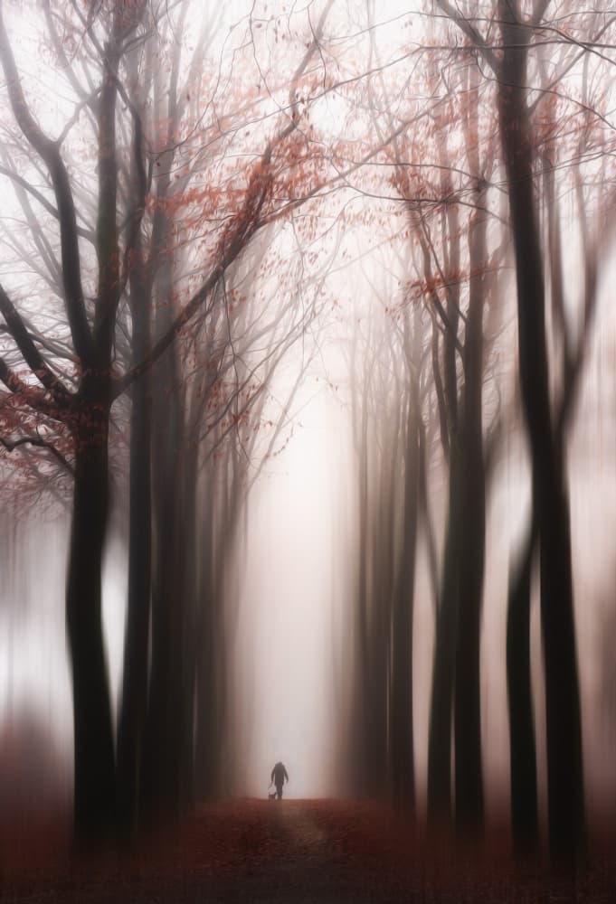 Misty Forest Walk by Hilda van der Lee — canvas wall art