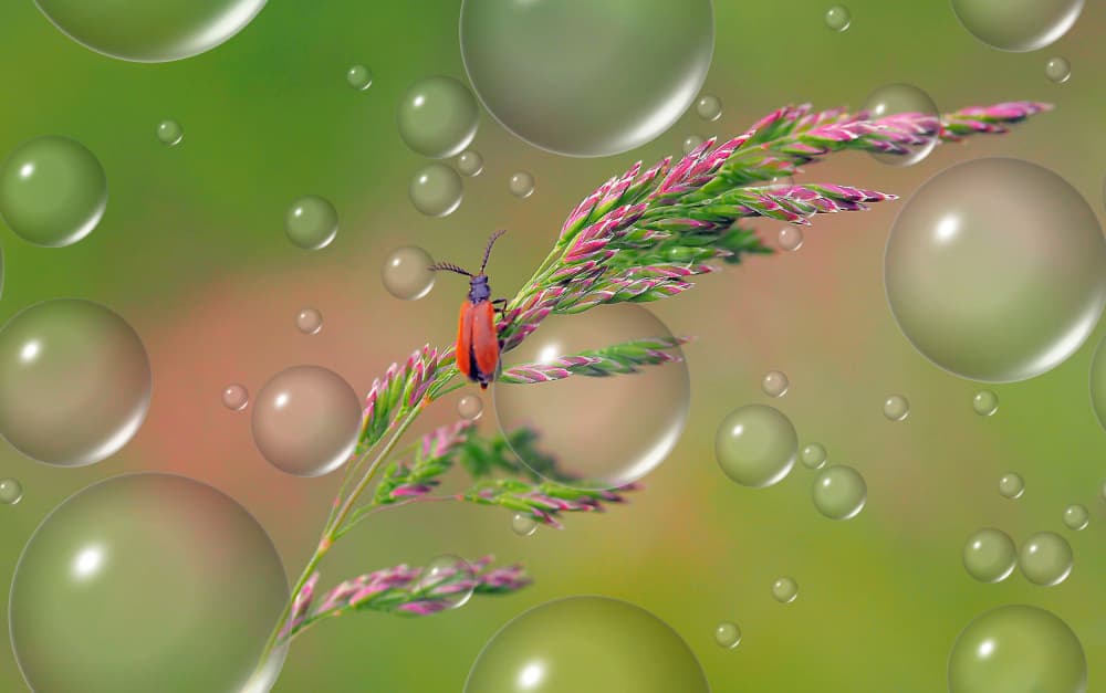 Dreamy Beetle And Bubbles by Thierry Dufour — canvas wall art