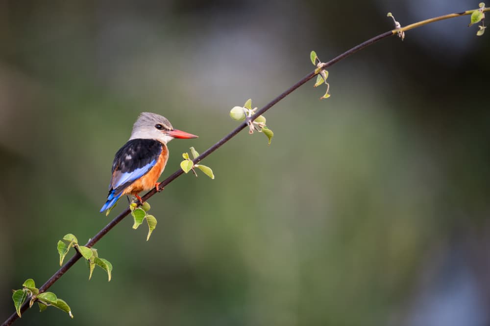 Vibrant Kingfisher on Branch by Massimo Felici — canvas wall art