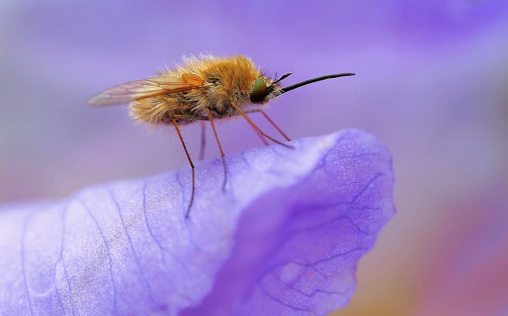 Fuzzy Bee Fly On Purple by Thierry Dufour — canvas wall art