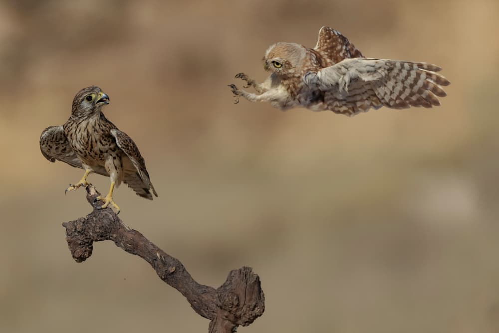 Owl Kestrel Confrontation by David Manusevich — canvas wall art