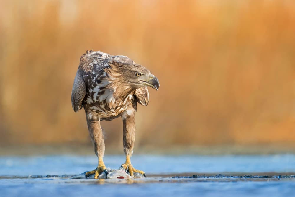Sea Eagle's Fresh Catch by Phillip Chang — canvas wall art