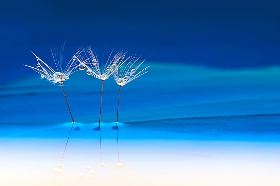 Blue Dandelion Serenity by Heidi Westum — canvas wall art