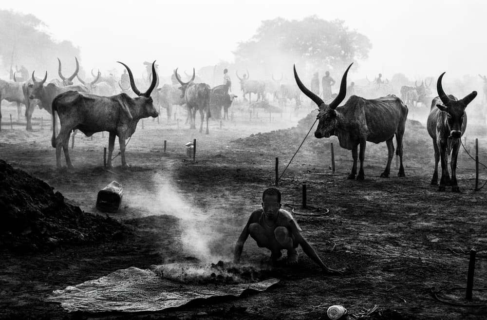 Misty Morning Cattle by Joxe Inazio Kuesta Garmendia — canvas wall art
