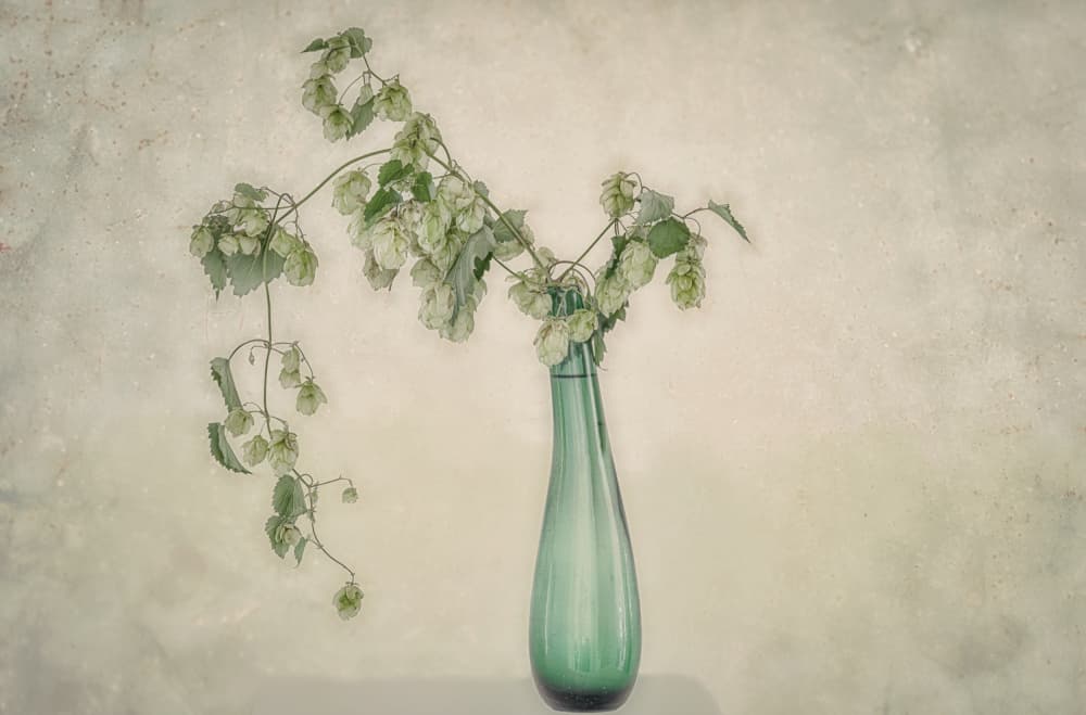Green Hops Still Life by Marie-anne Stas — canvas wall art