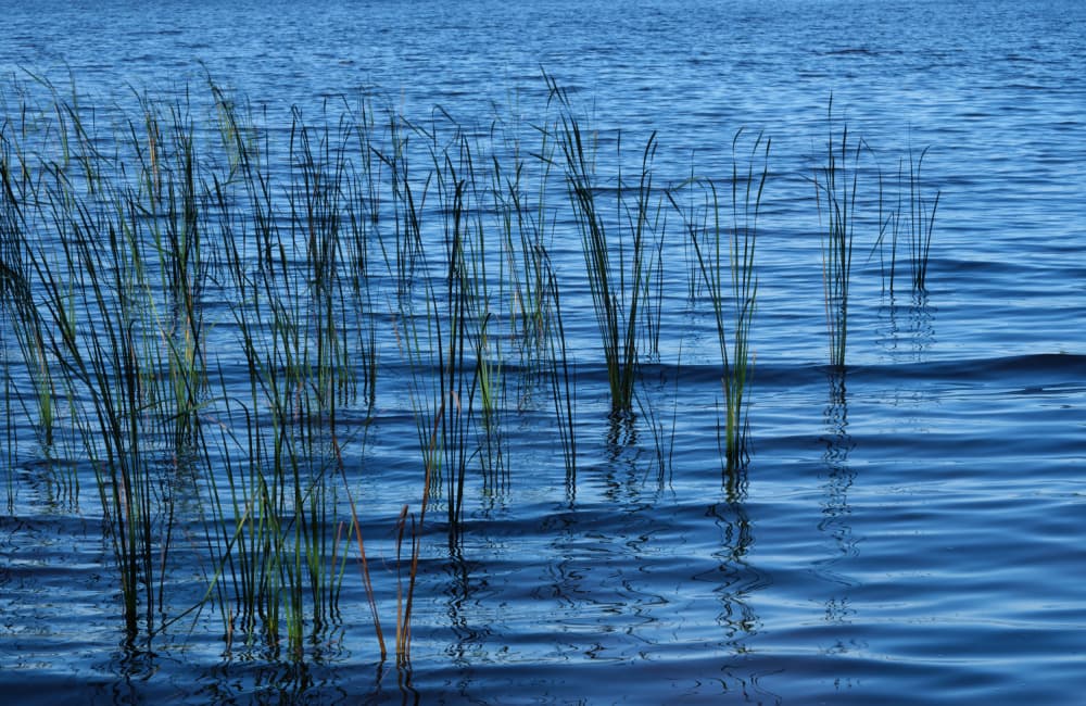 Green Reeds Blue Water by Geertjan Plooijer — canvas wall art