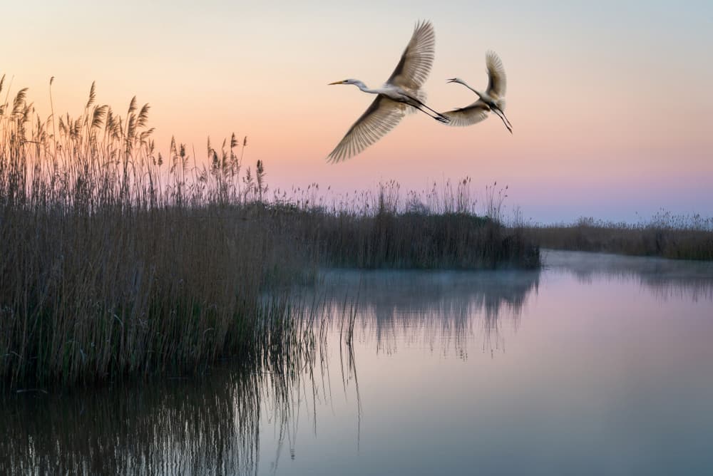 Sunrise Flight Of Egrets by אייל בר אור • Eyal Bar Or — canvas wall art