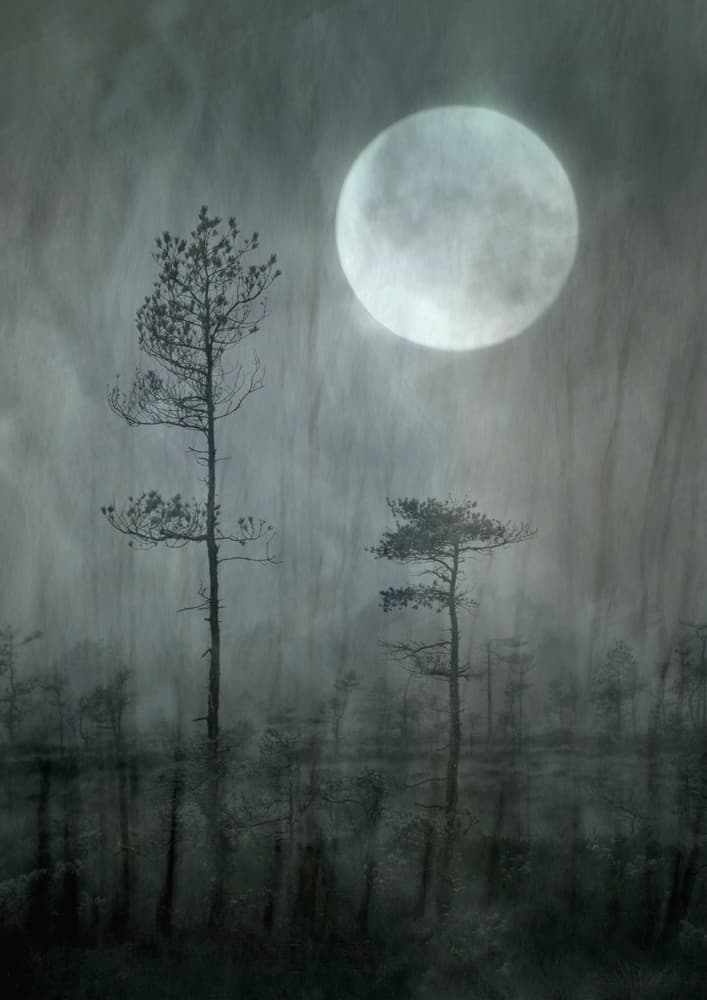 Misty Moon Forest by Christina Sillèn — canvas wall art