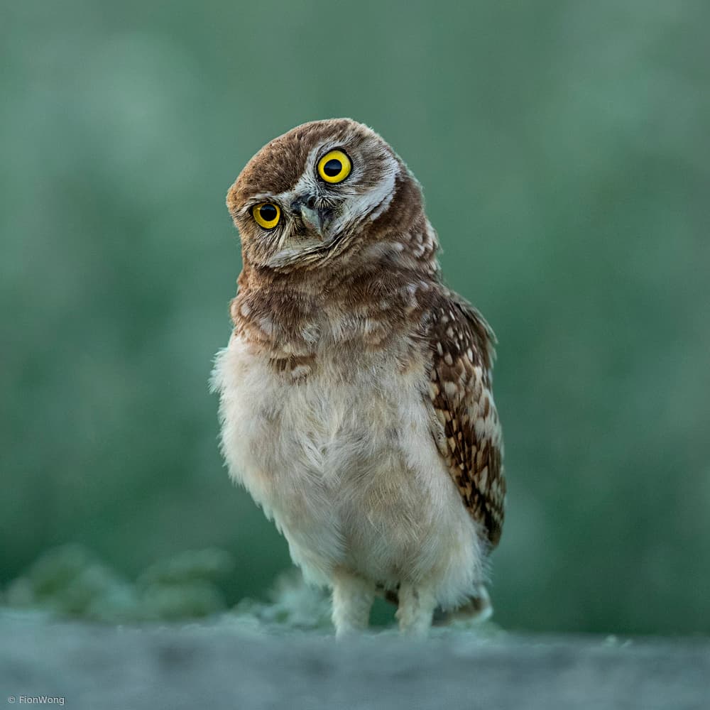 Curious Little Owl by Fion Wong — canvas wall art