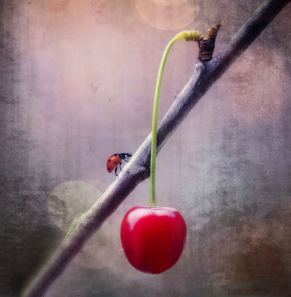 Red Cherry Ladybug by Anna Cseresnjes — canvas wall art