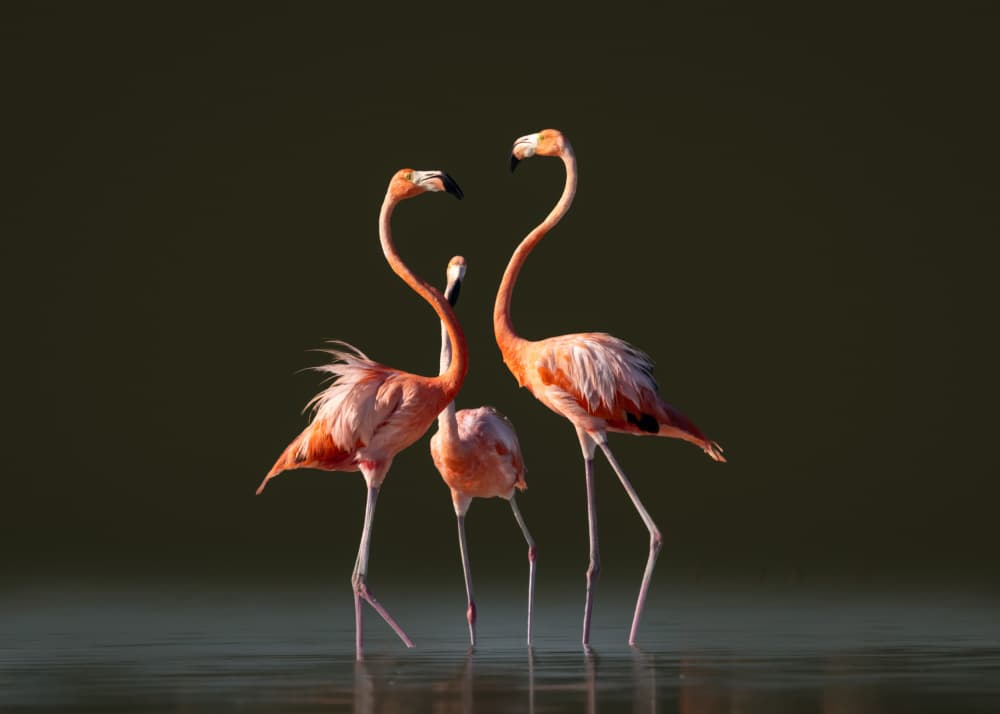 Flamingos In Love by Li Ying — canvas wall art
