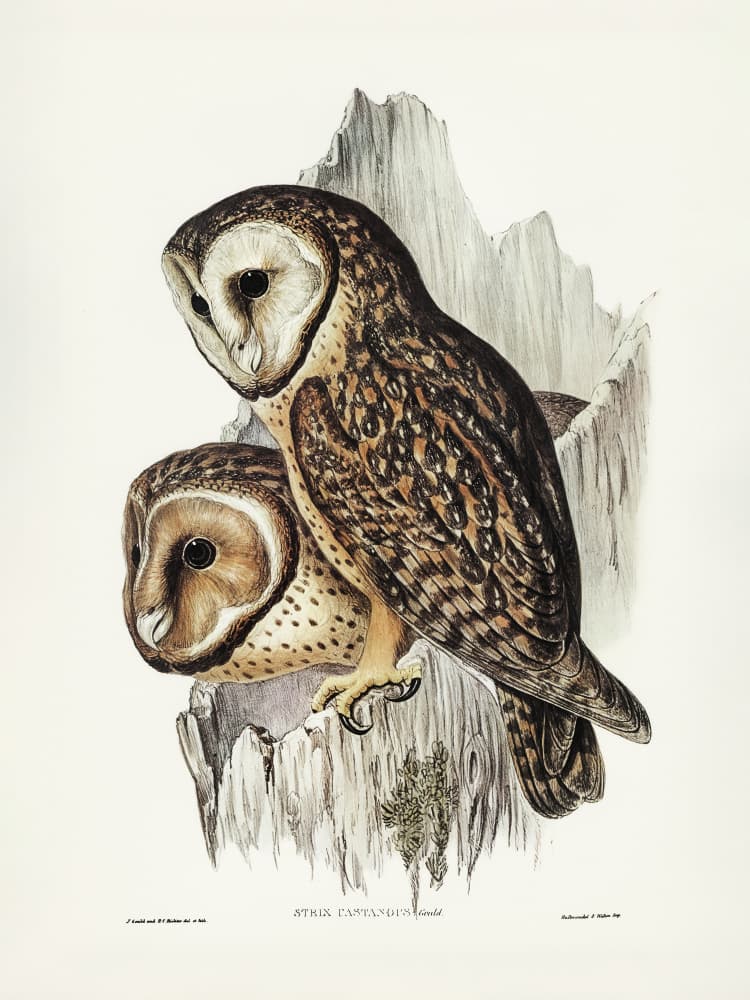 Chestnut Faced Owl by Elizabeth and John Gould — canvas wall art