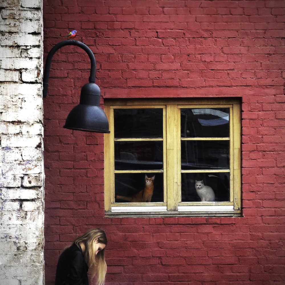 City Life Window Cats by Evgenii Novichikhin — canvas wall art