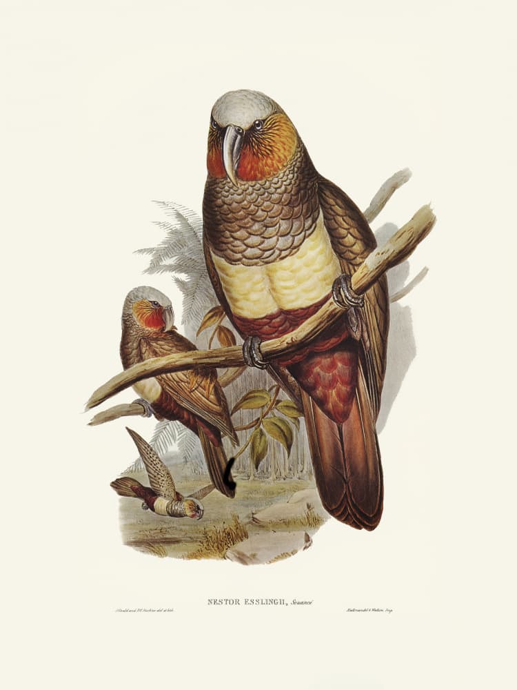 Prince of Essling's Parrot by Elizabeth and John Gould — canvas wall art
