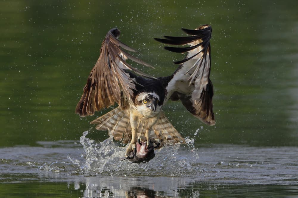 Osprey Catching Fish by Gavin Lam — canvas wall art