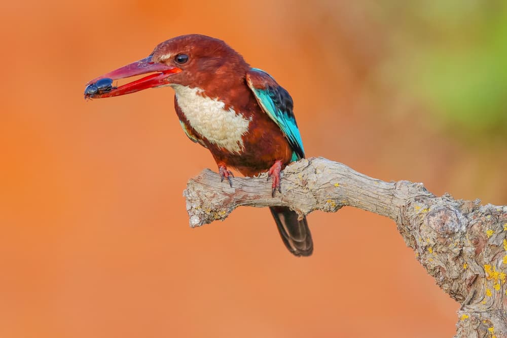 Vibrant Kingfisher Catch by David Manusevich — canvas wall art