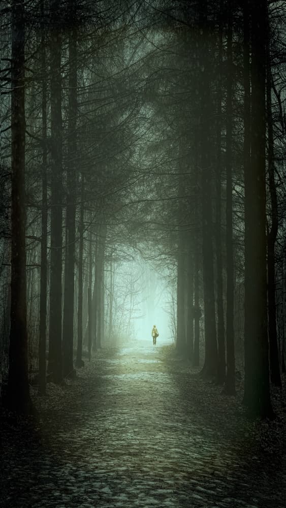 Misty Forest Walk by Gu and Hongchao — canvas wall art