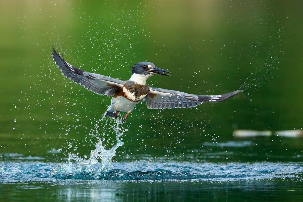 Kingfisher Water Splash by Johnny Chen — canvas wall art