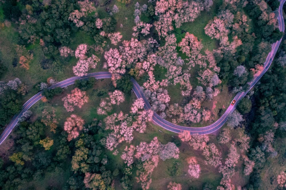 Winding Autumn Road by Sophia Li — canvas wall art