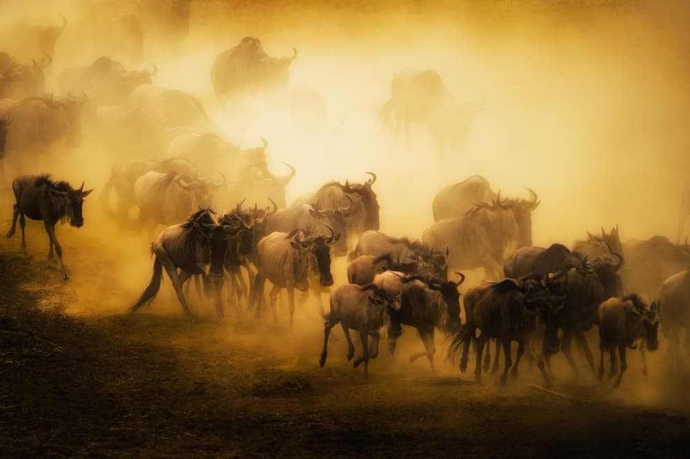 Wildebeest Golden Dust by Mohammed Alnaser — canvas wall art