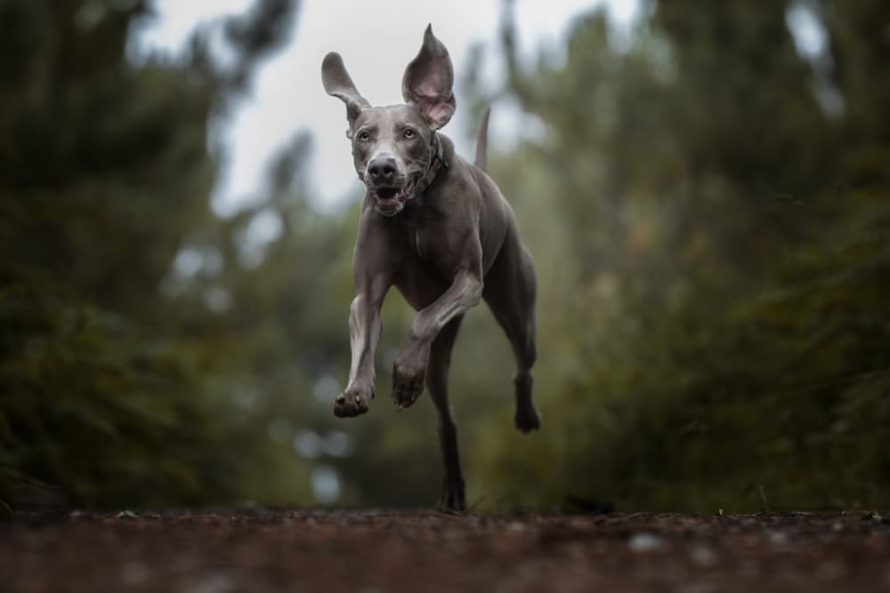 Happy Weimaraner Jump by Alfonso maseda varela — canvas wall art