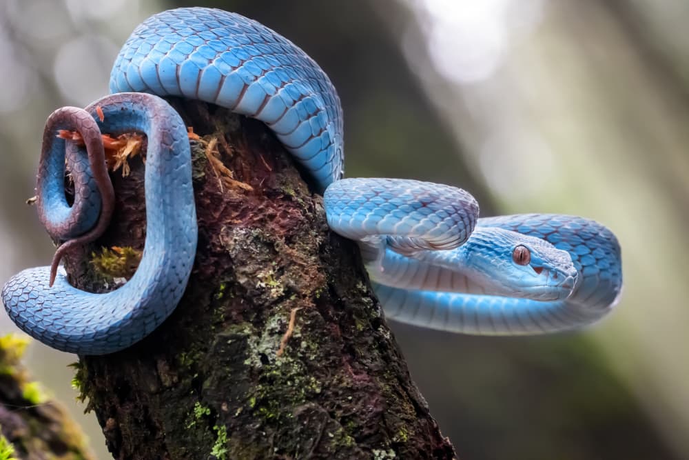 Vivid Blue Tree Snake by Fauzan Maududdin — canvas wall art
