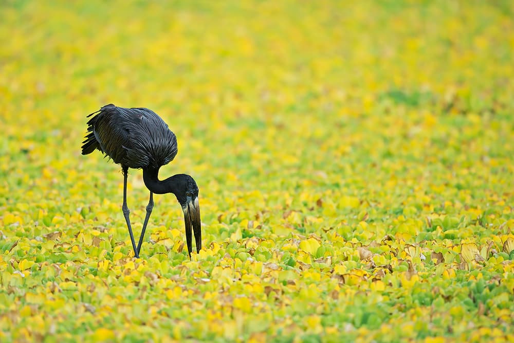 Black Stork Foraging by Marco Pozzi — canvas wall art