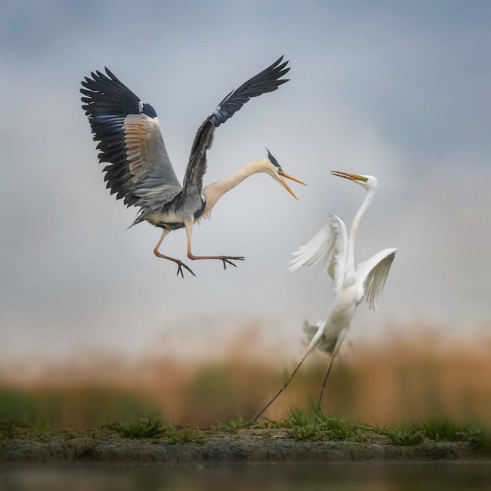 Heron Egret Conflict by Annie Poreider — canvas wall art