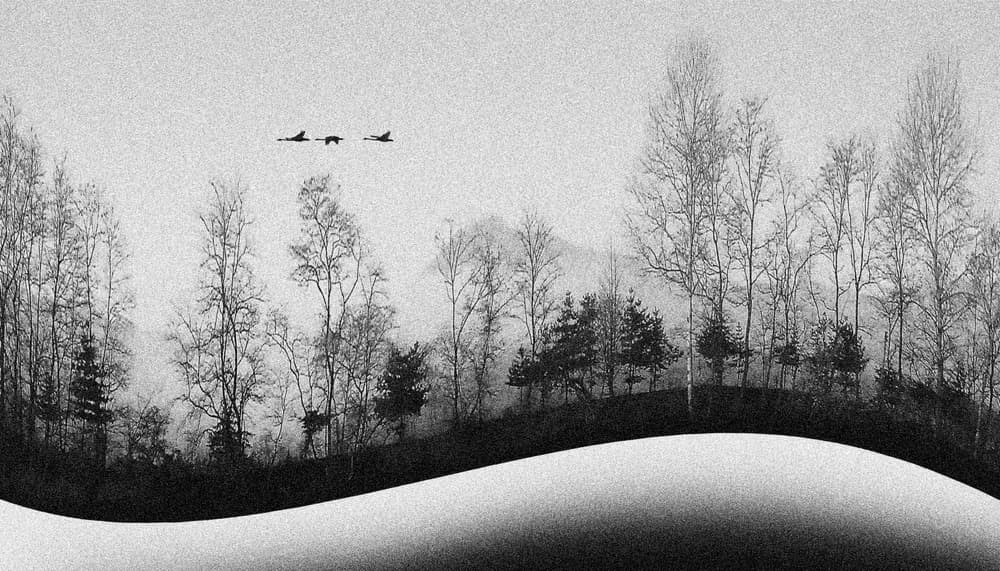 Misty Forest Flight by Shin Woo Ryu — canvas wall art