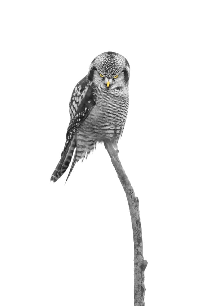 Intense Hawk Owl by Larry Deng APA — canvas wall art