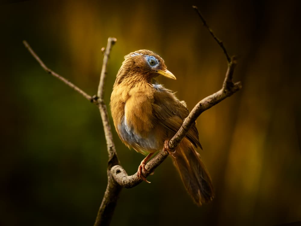 Blue-Masked Forest Bird by Takiko Hirai — canvas wall art