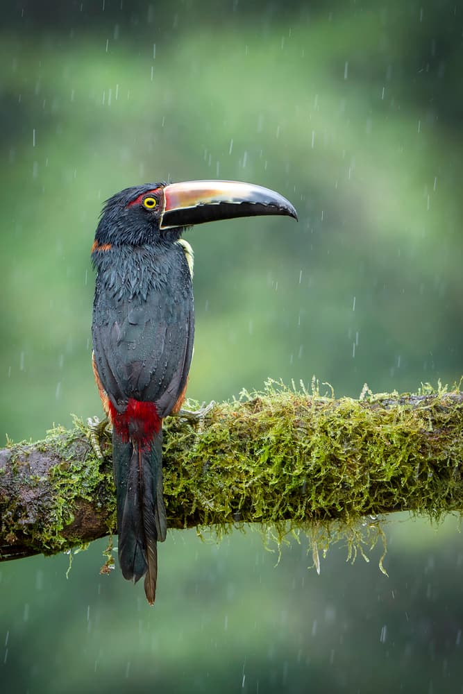 Toucan In The Rain by Renee Doyle — canvas wall art