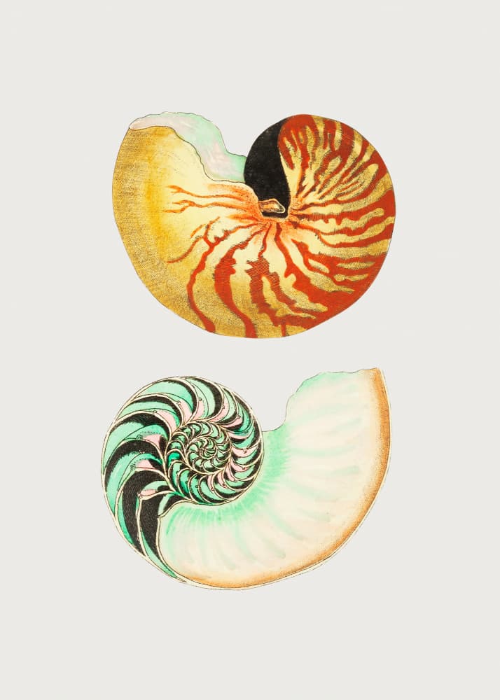 Great Nautilus by George Shaw — canvas wall art
