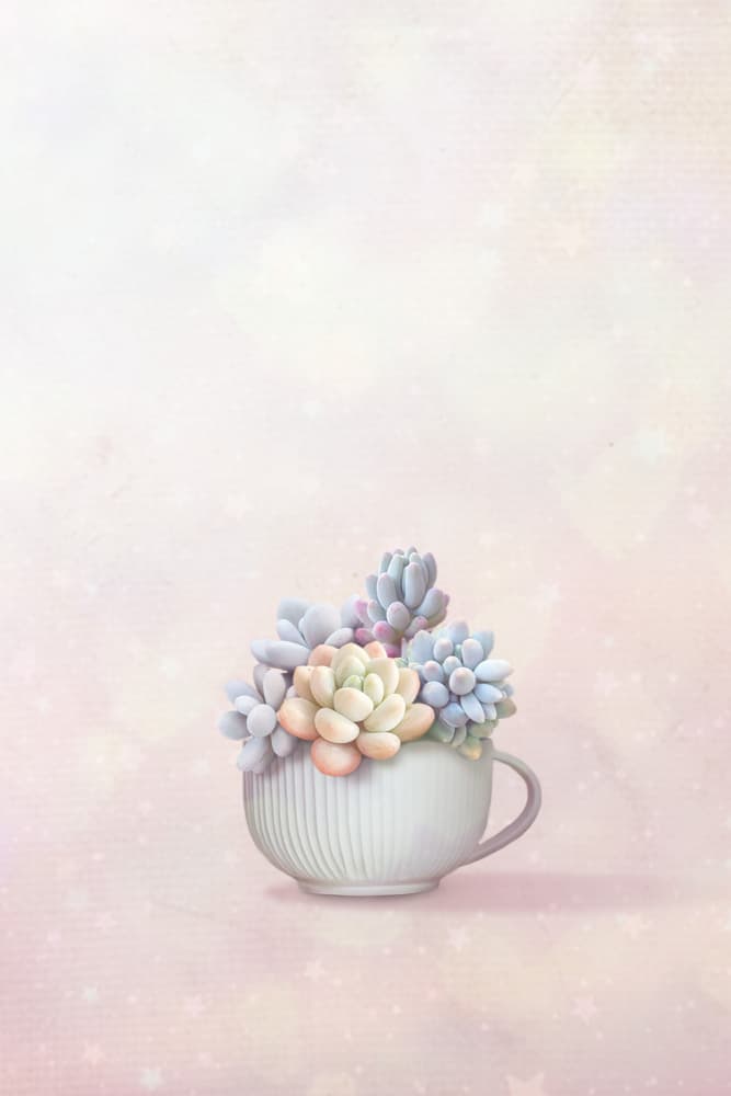 Pastel Succulents In Teacup by Xuan Thai — canvas wall art